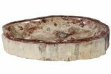 Huge, Polished Petrified Wood Dish ( lbs) - Madagascar #221160-1